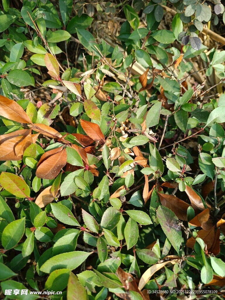 多彩叶片的繁茂植物