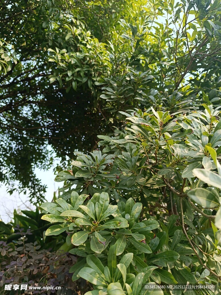 繁茂绿植景观