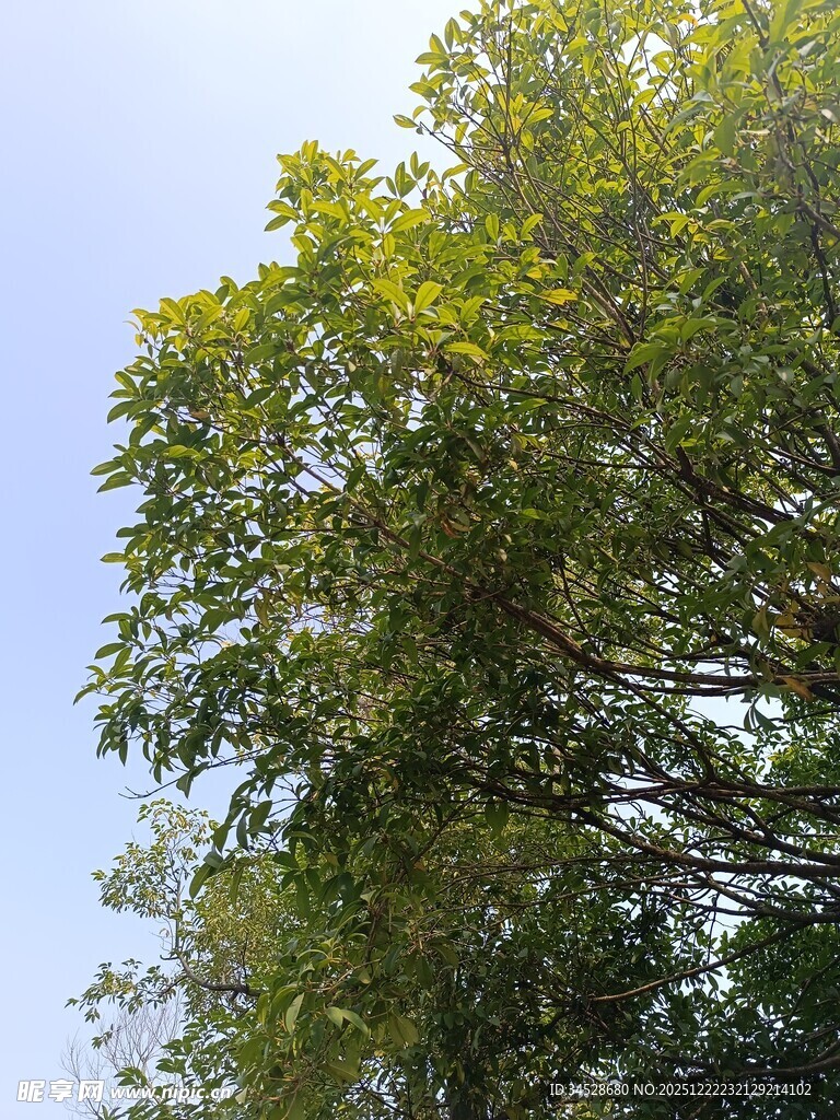 阳光下的葱郁树冠