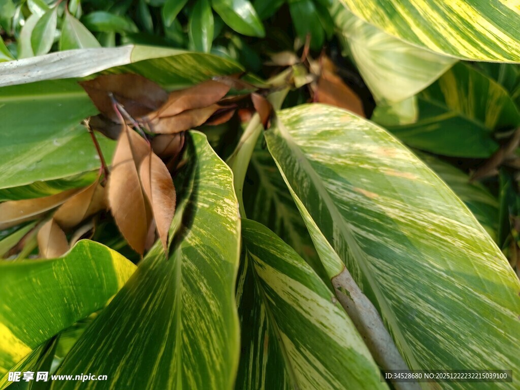 斑斓叶片特写