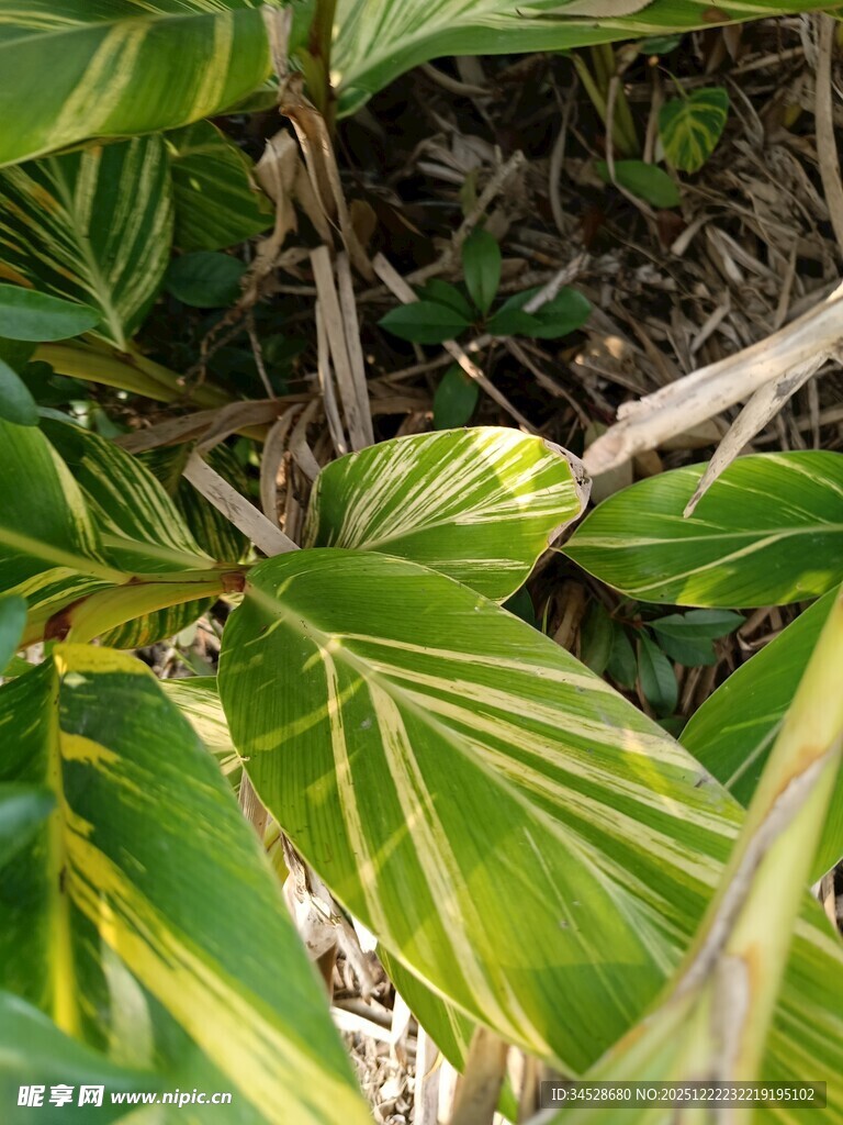 黄绿相间植物叶片特写