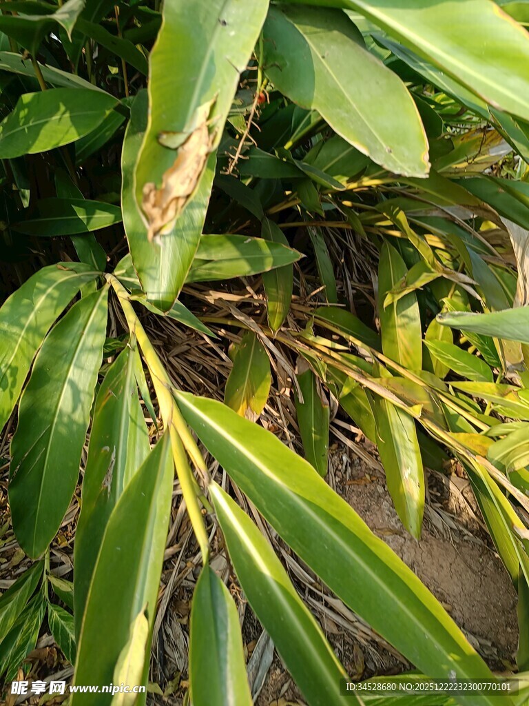 翠绿植物叶片特写