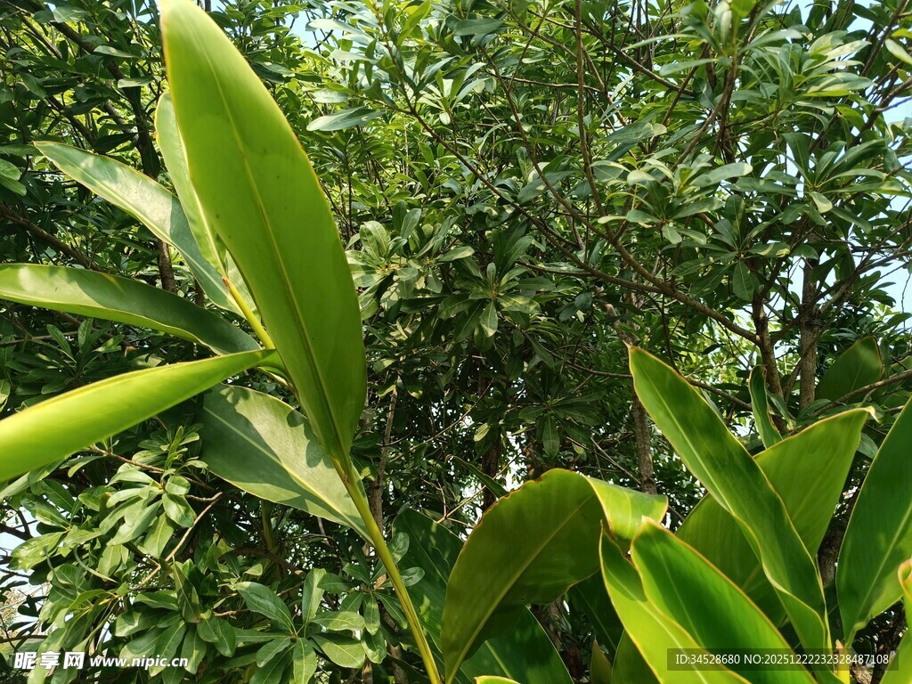翠绿繁茂的热带植物景观