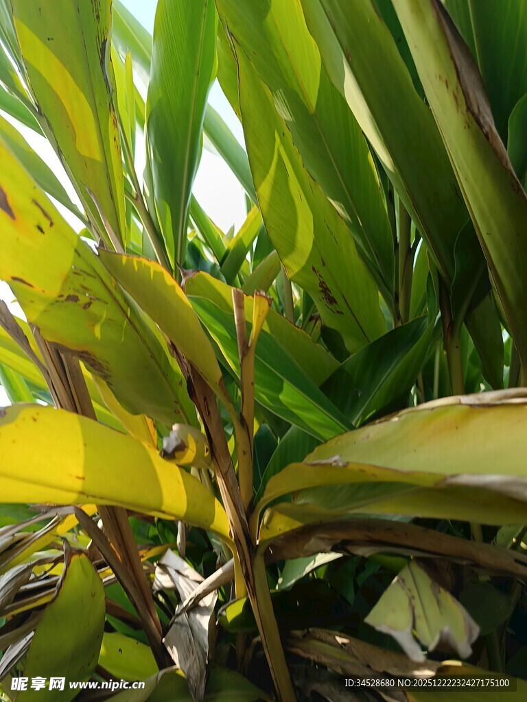 绿叶间的生机与自然之美