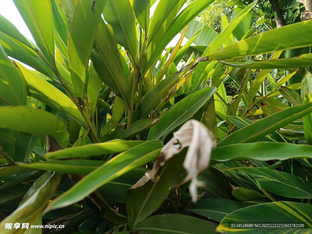 绿叶间的白色蜷曲物体