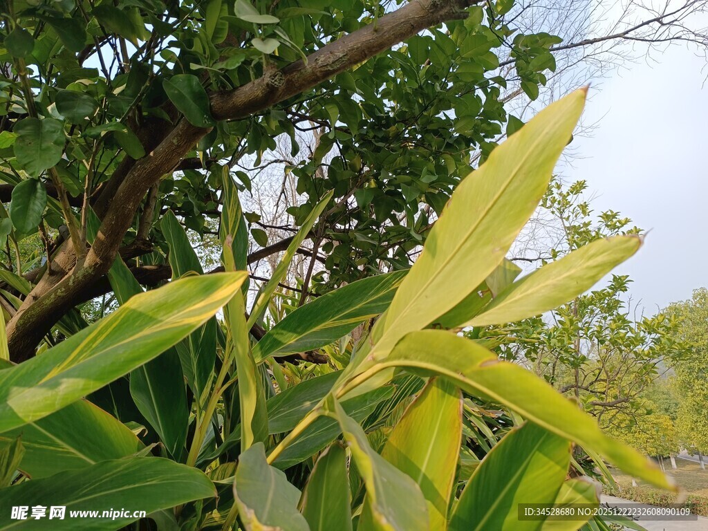 翠绿植物枝叶特写