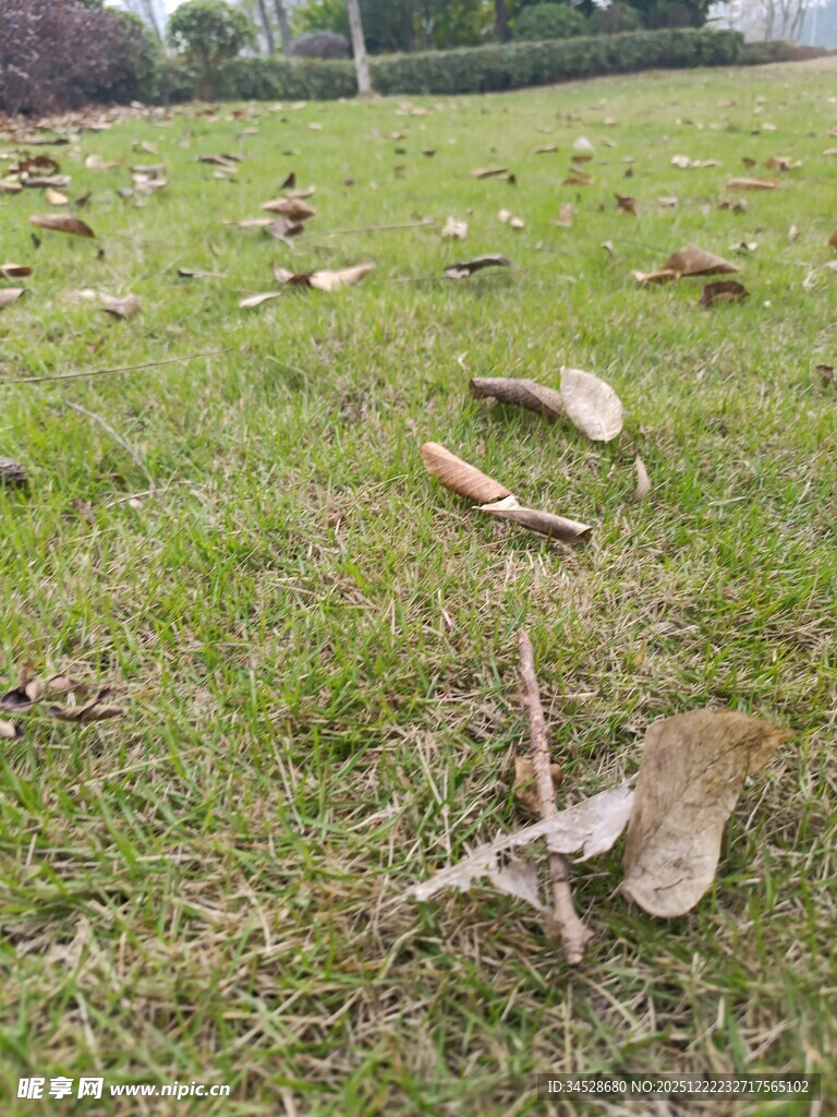 草地上散落的枯叶