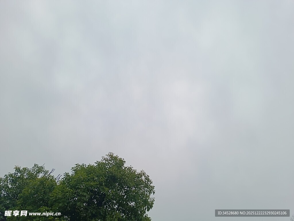 阴天中的绿树