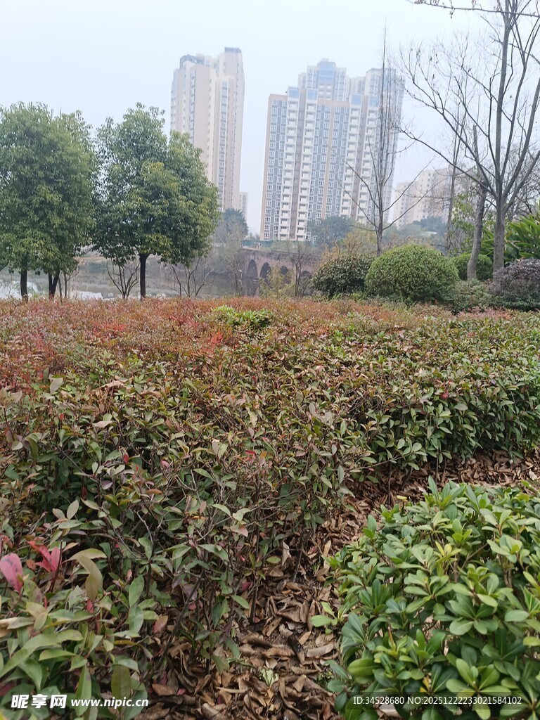 城市中的绿植景观