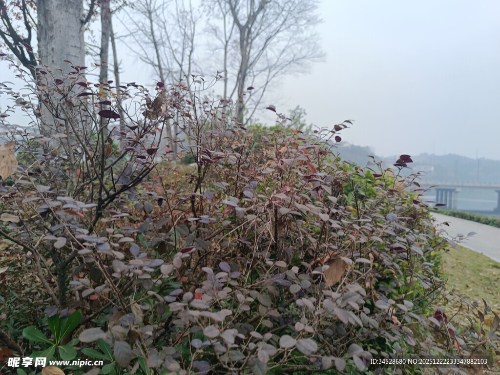 秋日岸边繁茂植物景观