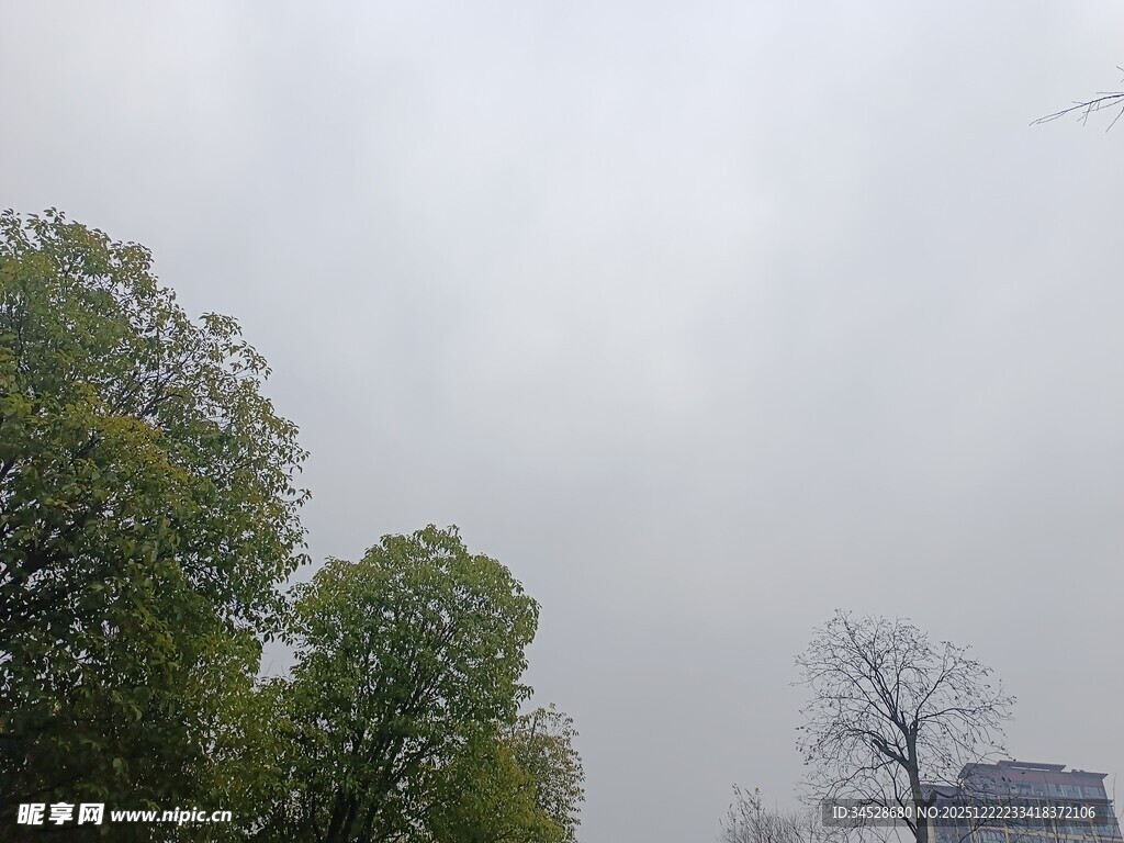 阴天中的绿树与建筑物