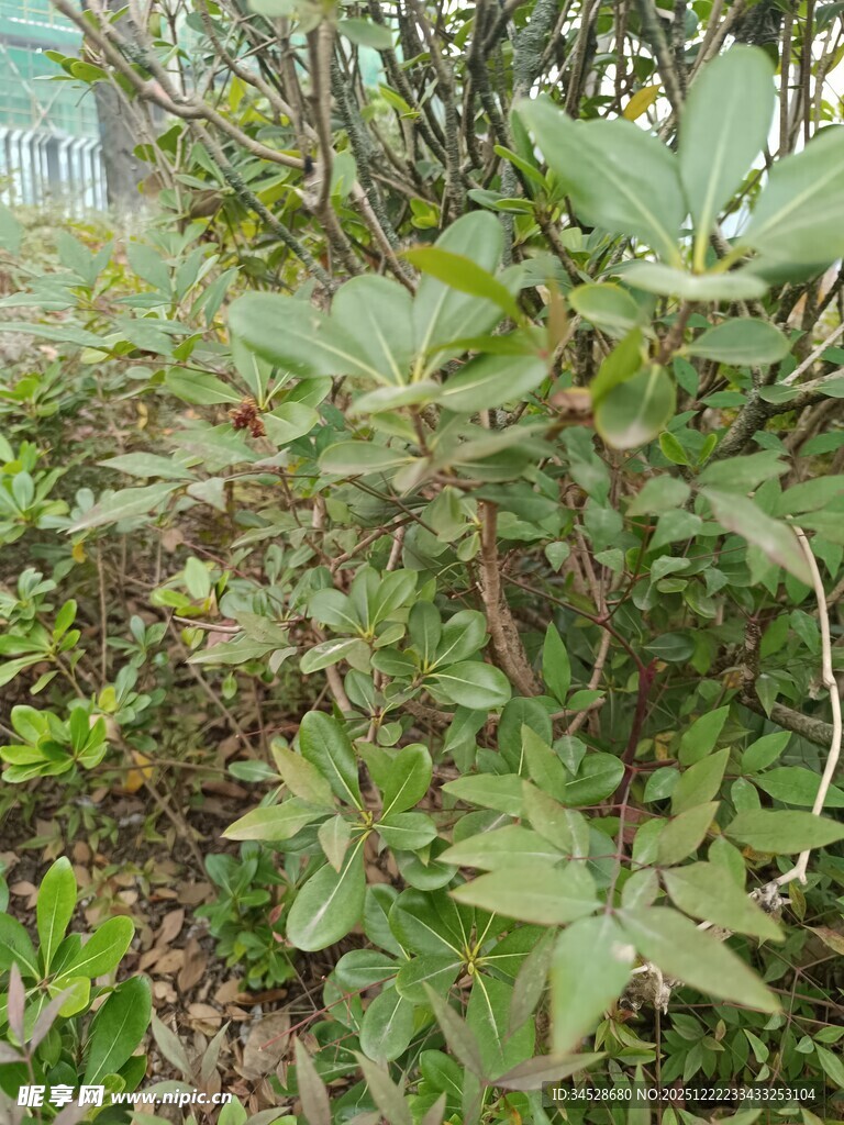 绿叶繁茂的植物景观