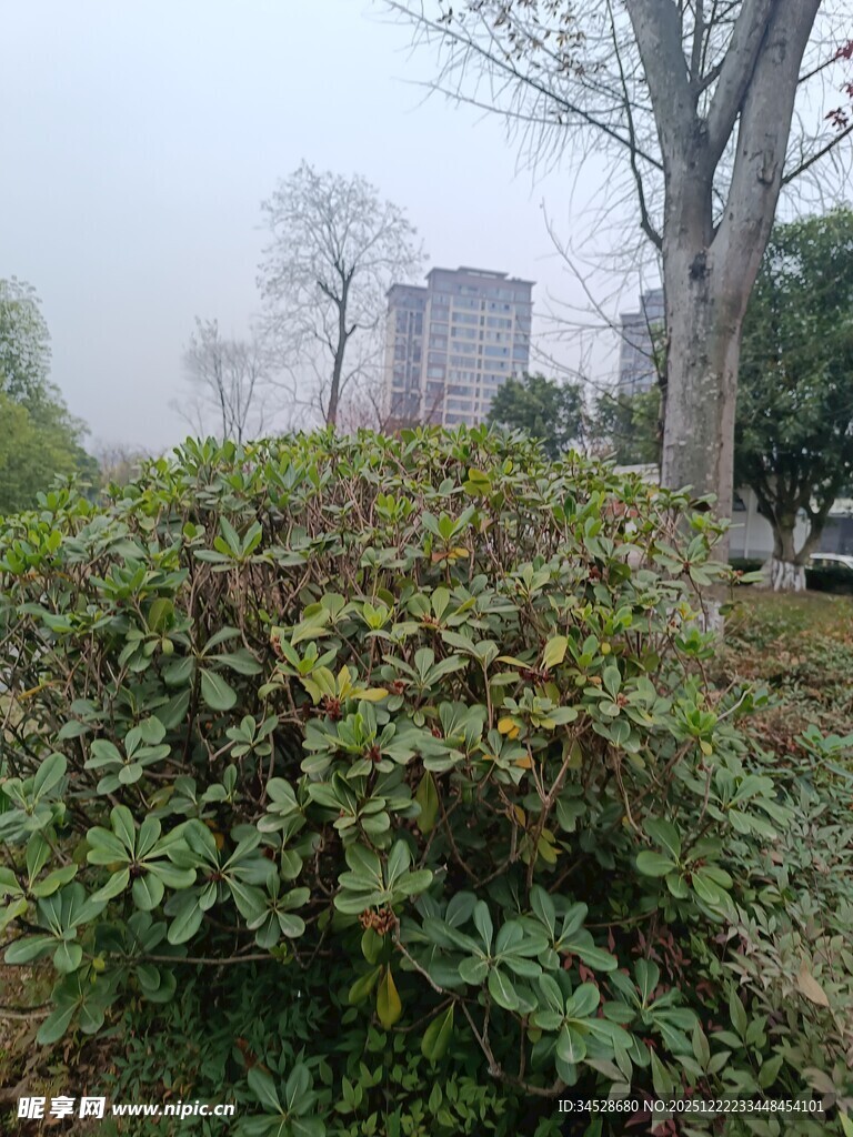 城市中的绿植景观