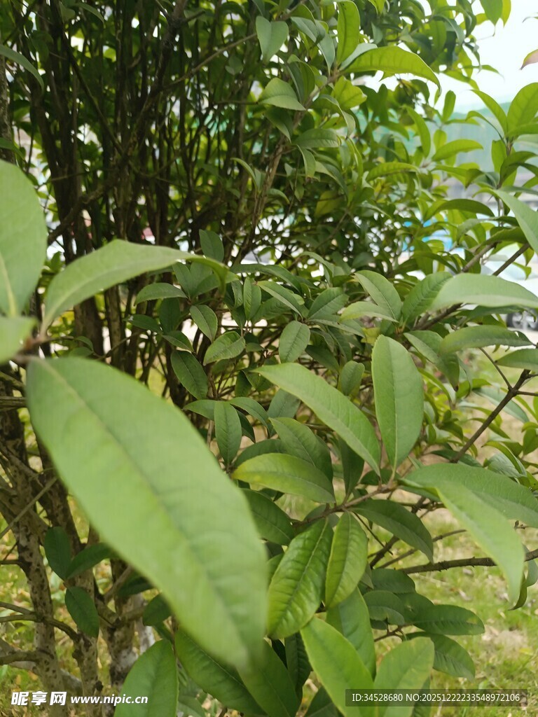 绿叶繁茂的植物景象