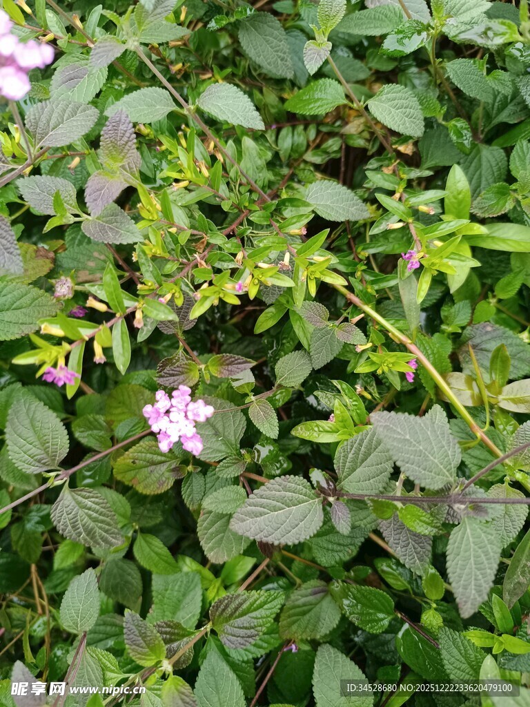 绿叶丛中的粉色小花