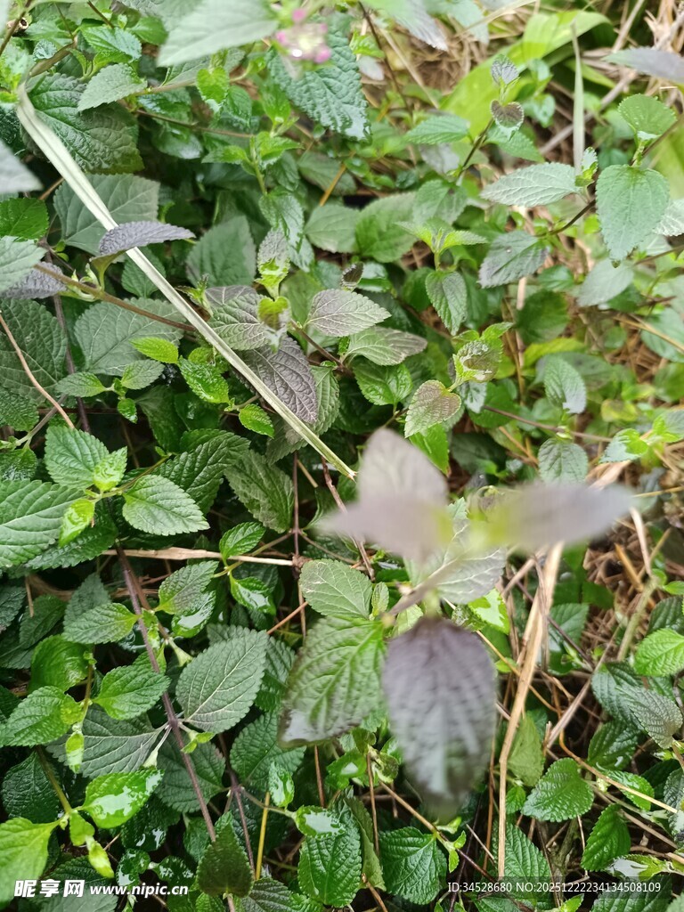 绿叶丛中的独特植物