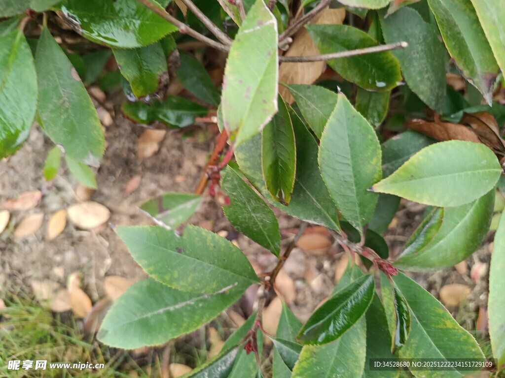 绿叶红茎植物特写