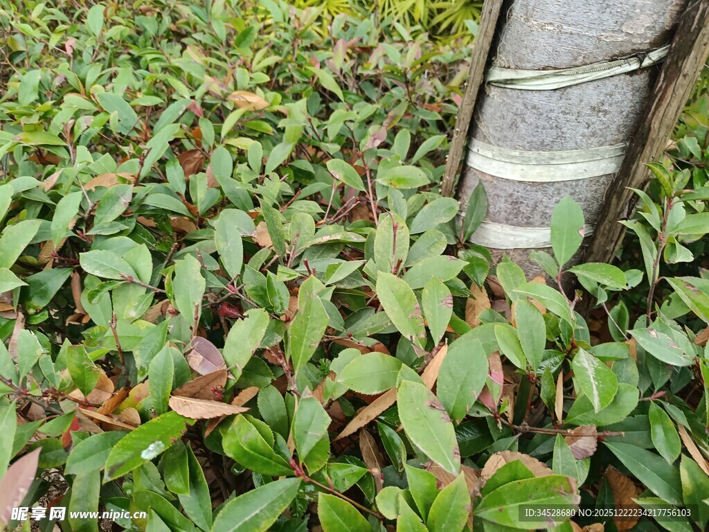 绿叶中的金属管道