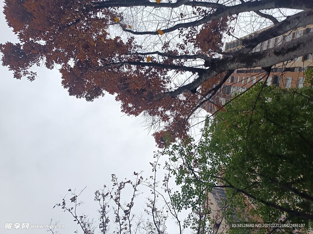 红枫掩映下的古朴建筑