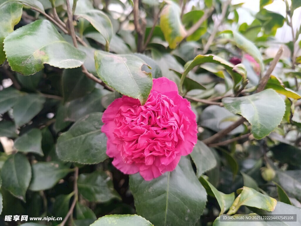 娇艳盛开的粉红色山茶花