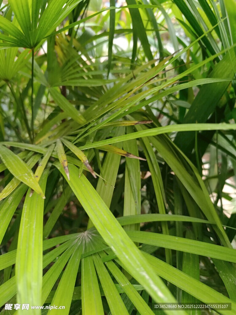 翠绿蒲葵叶
