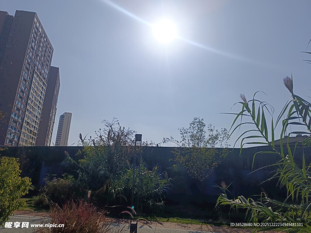 城市阳光下的绿植景观