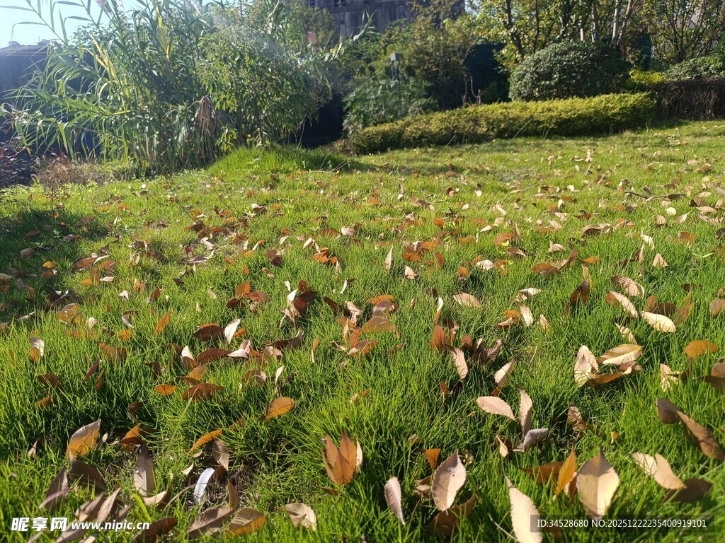 秋日草地落叶景致