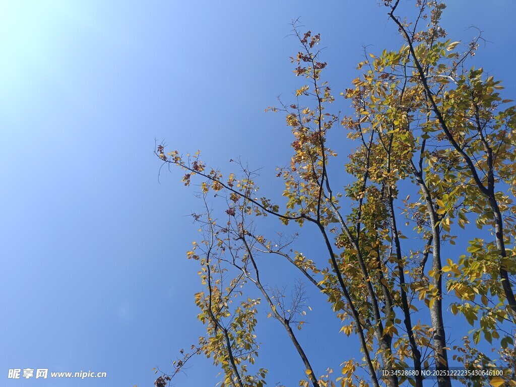 蓝天映衬下的金黄树枝