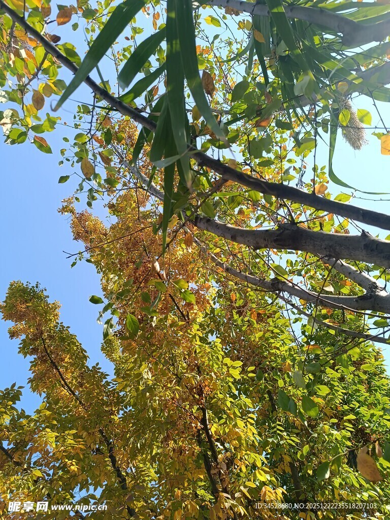 秋日树梢间的斑斓景致