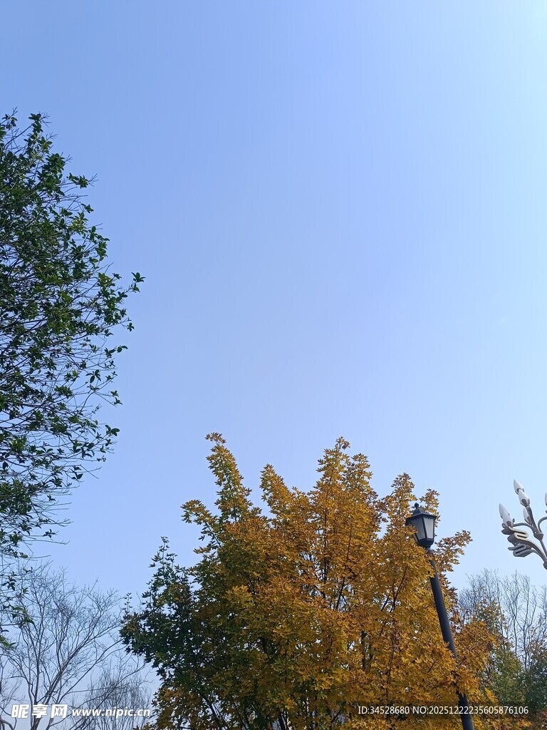 秋日树梢与蓝天美景