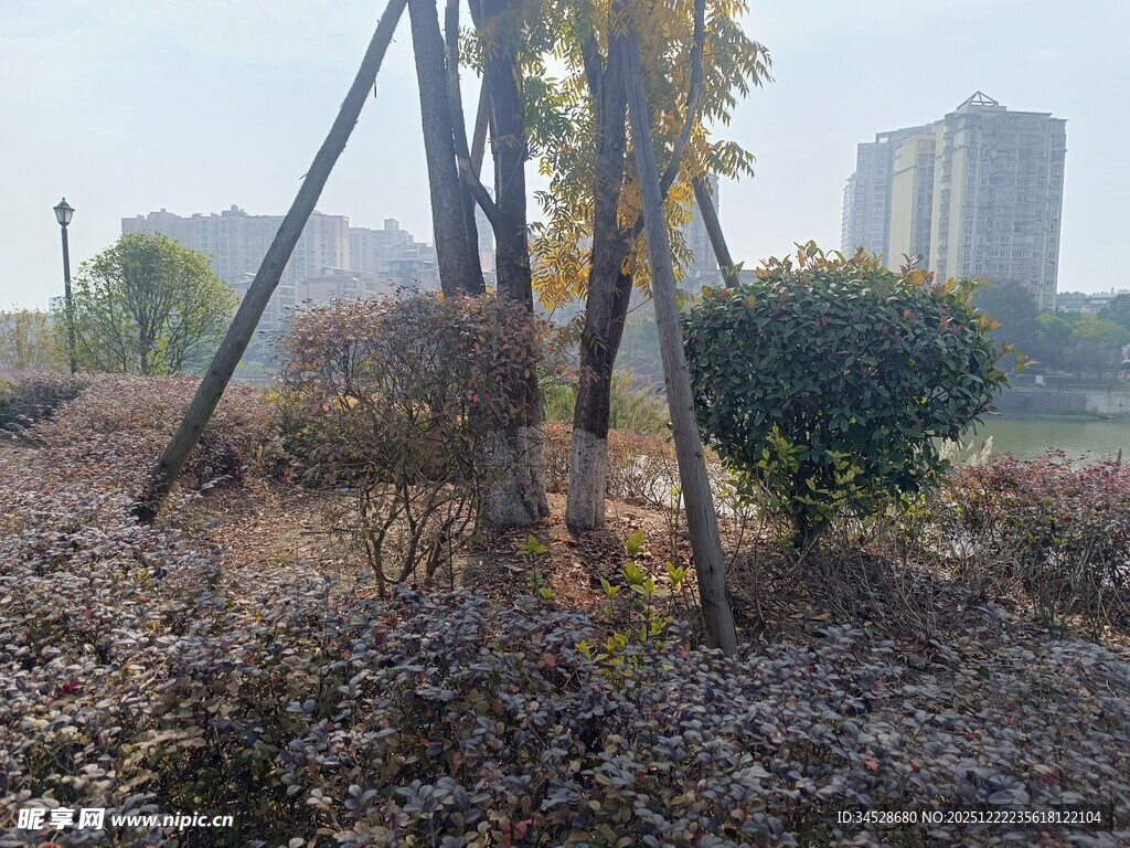 冬日园林景观中的树木