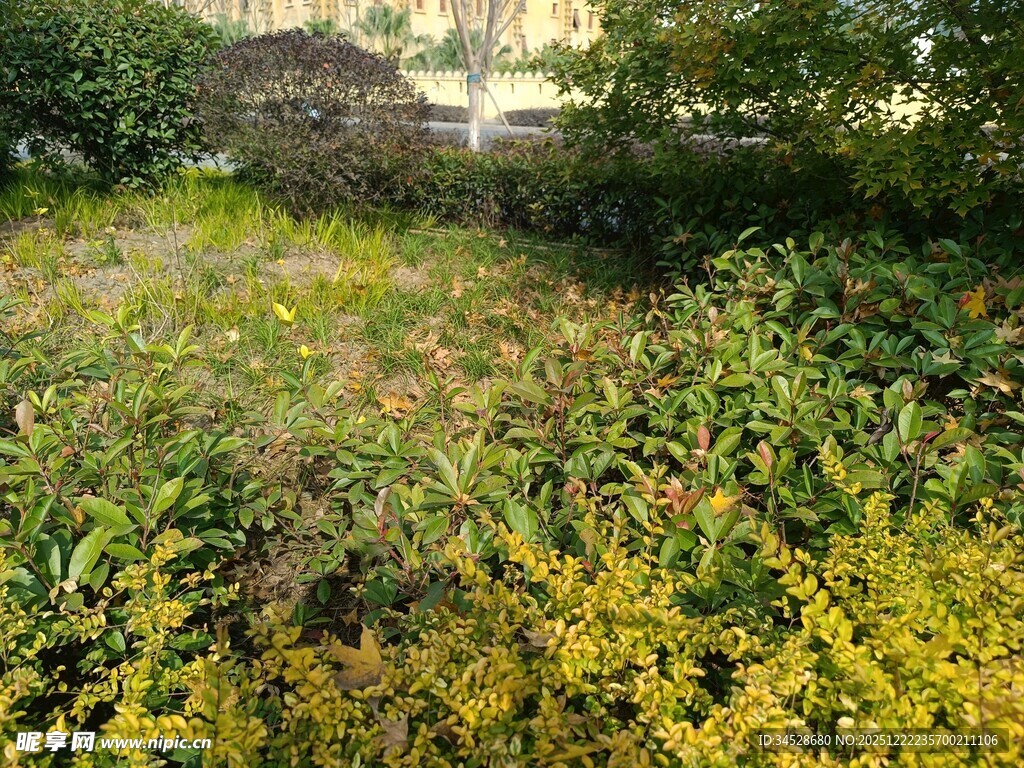 秋日繁茂的多彩植物景观