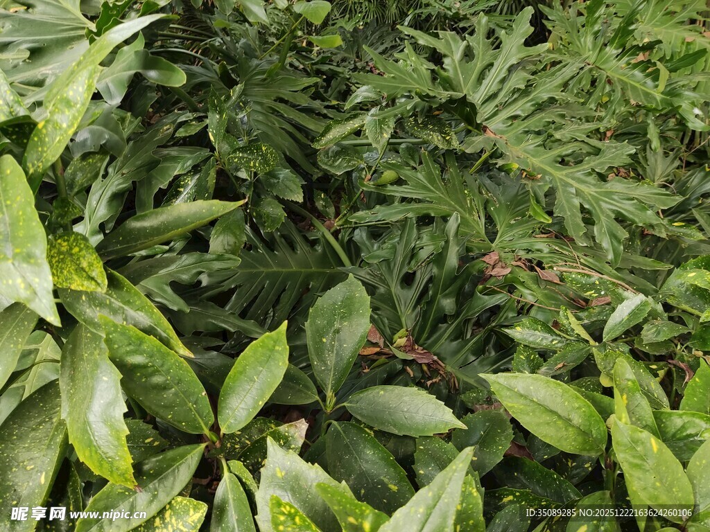 繁茂绿植景观