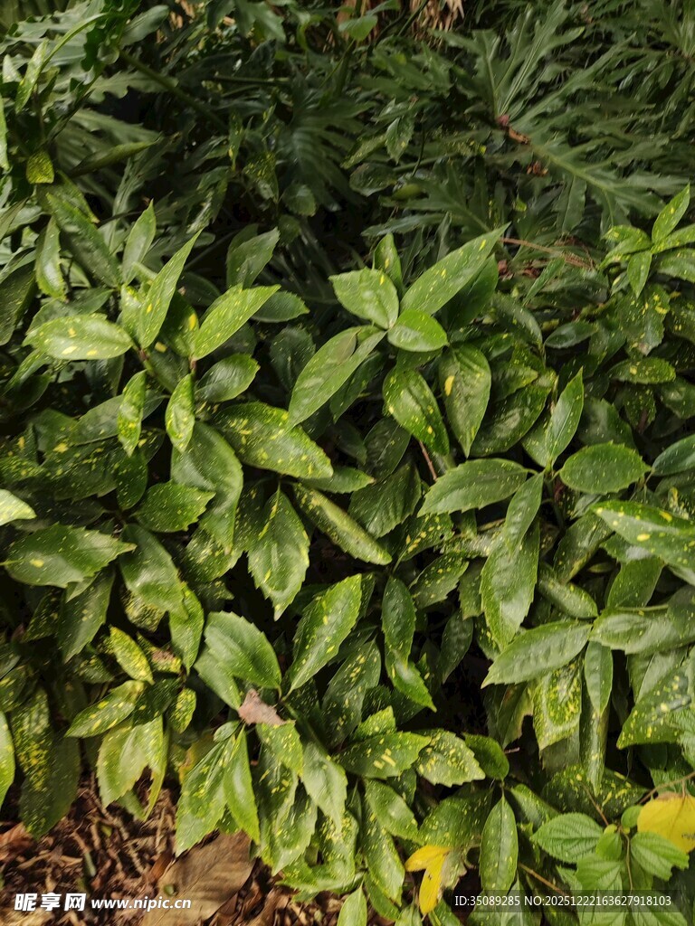 翠绿繁茂的植物景观