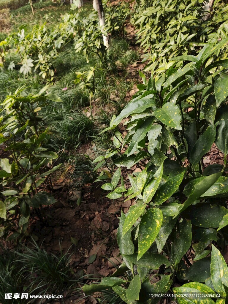 绿意盎然的植物种植地