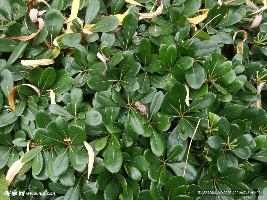 绿叶丛中的白色小花