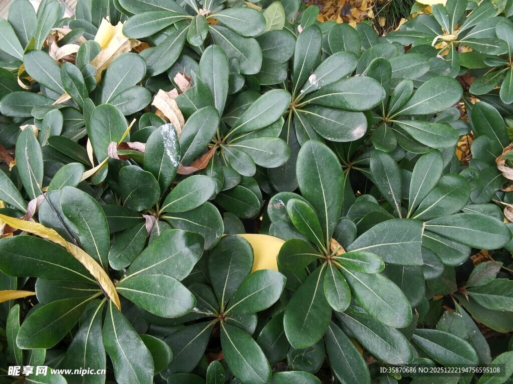 绿叶间的黄色花朵植物