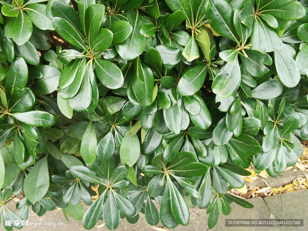 绿叶繁茂的植物景观