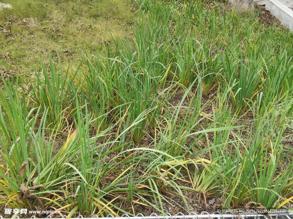 翠绿葱郁的草地植物