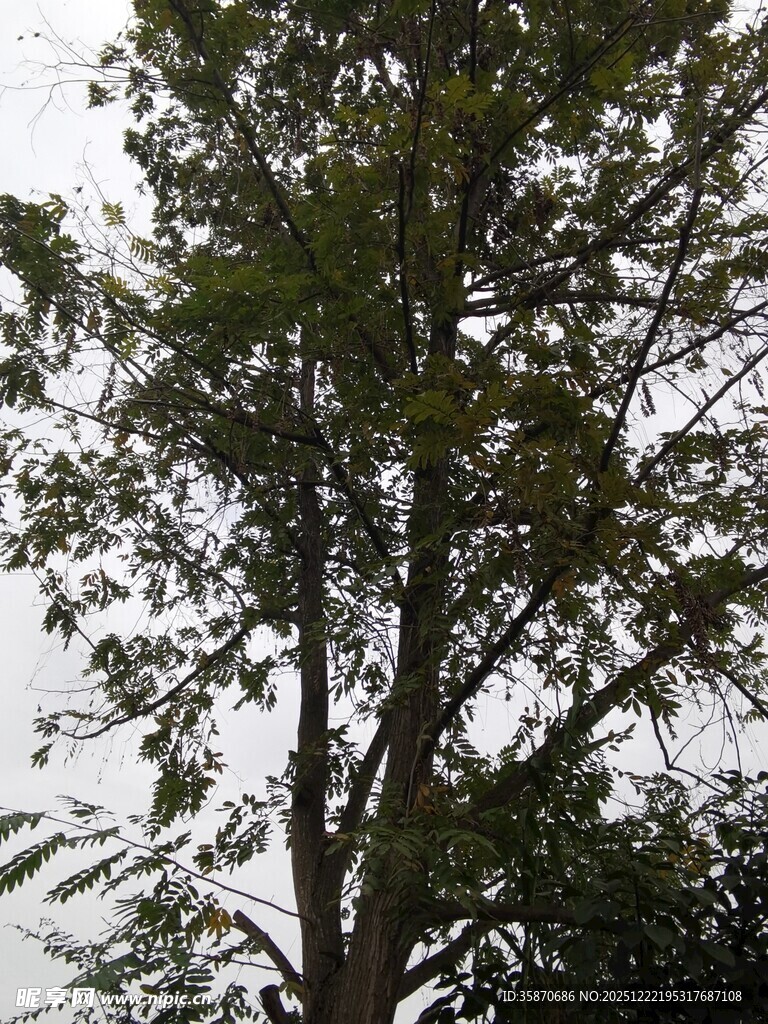 高大树木枝叶繁茂