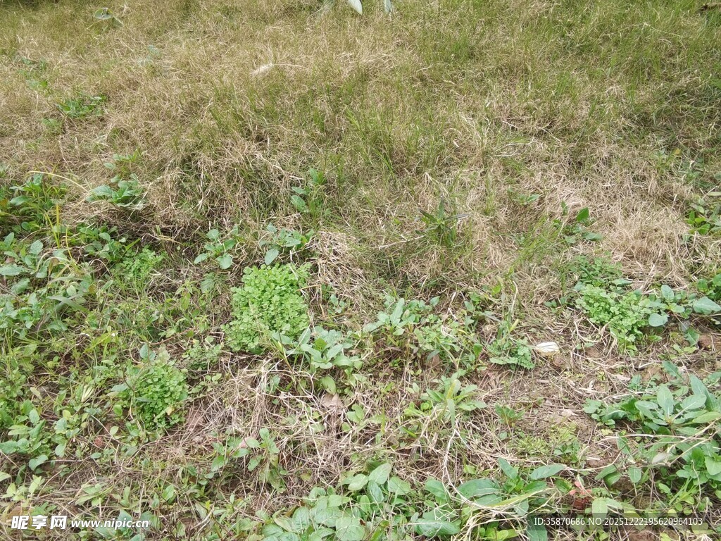 地面上的绿色杂草景象