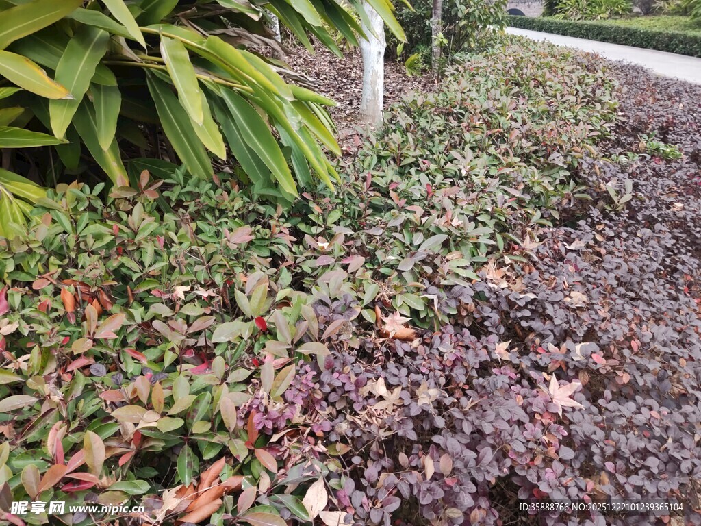 地面覆盖的多彩植物景观