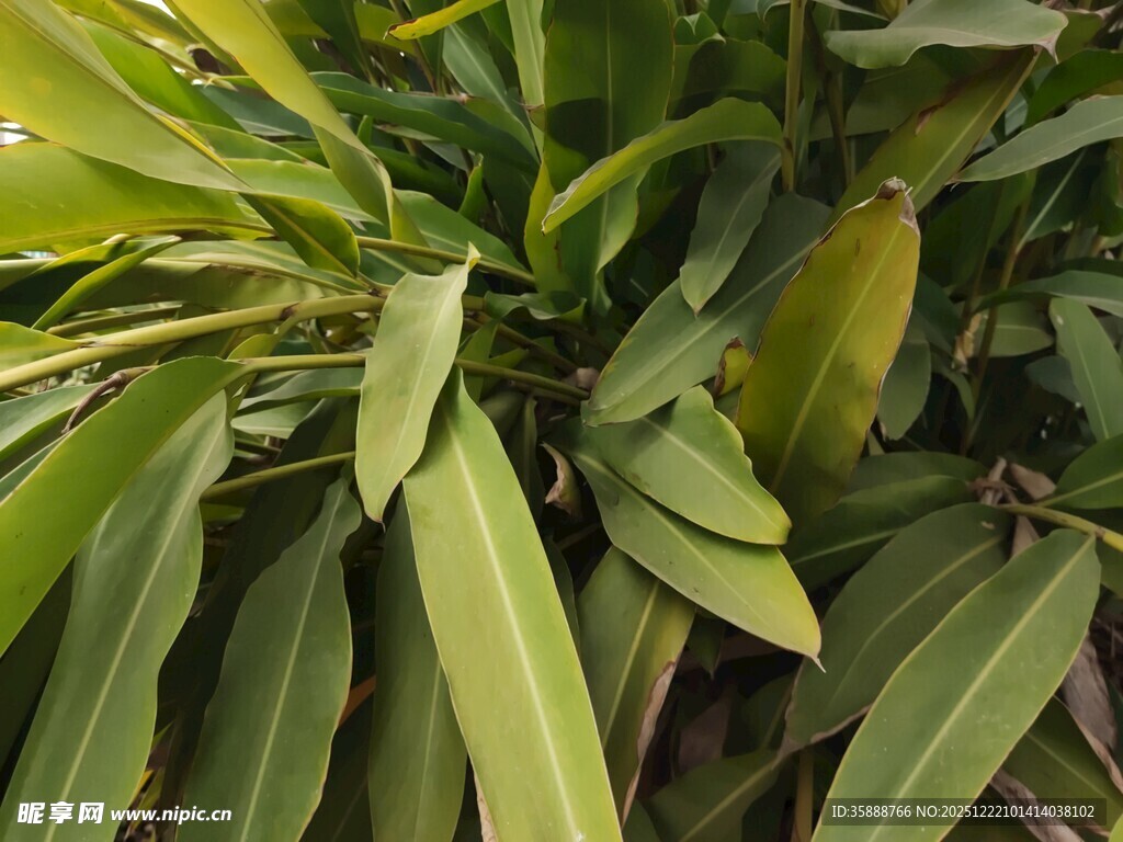 翠绿叶片的植物特写