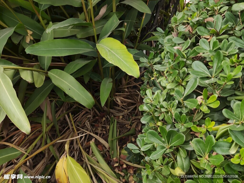 多样绿植展现自然生机
