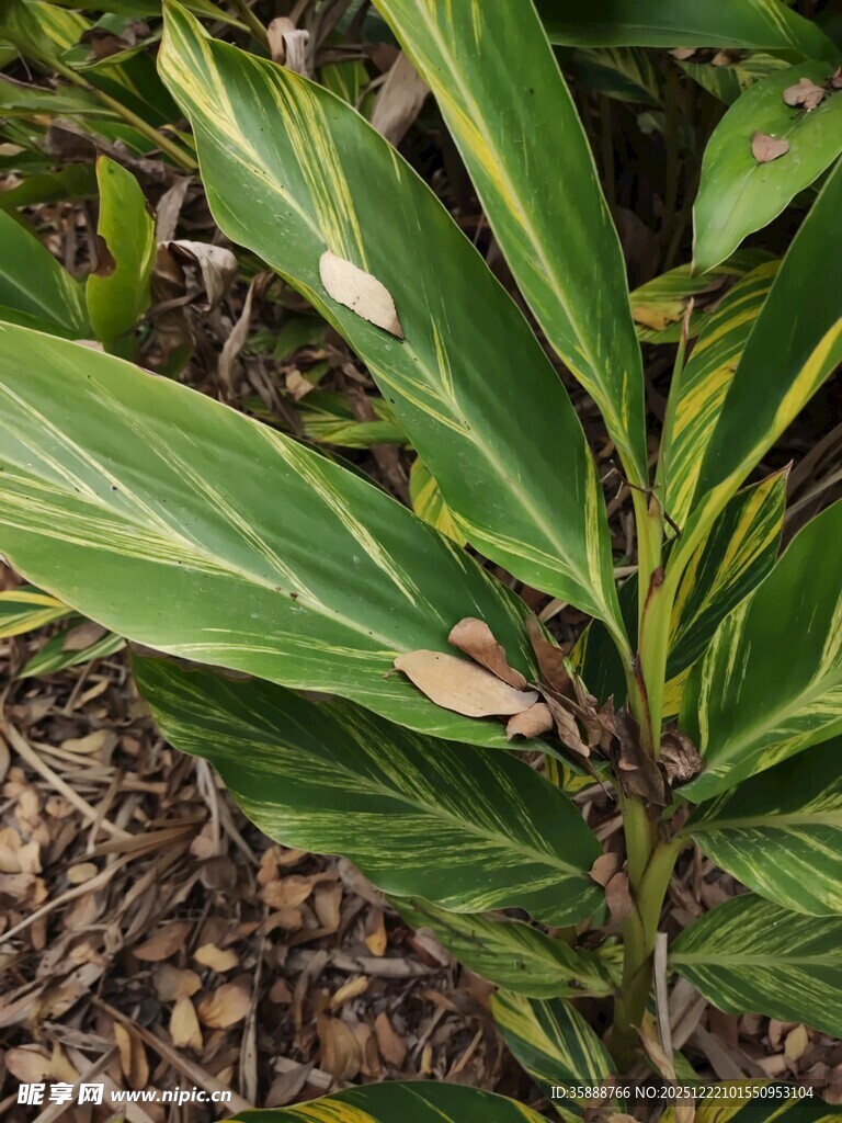 绿叶植物特写