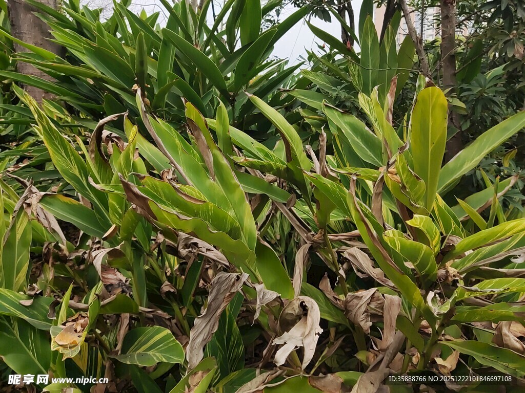 枯萎的绿植叶片