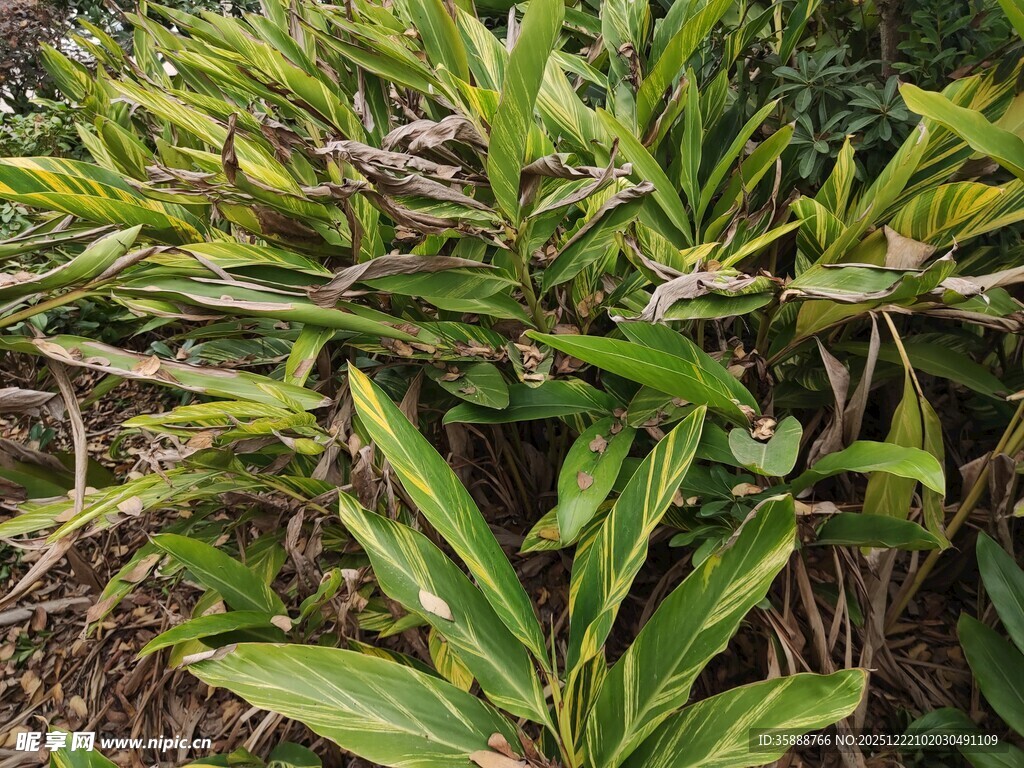翠绿繁茂的热带植物景观