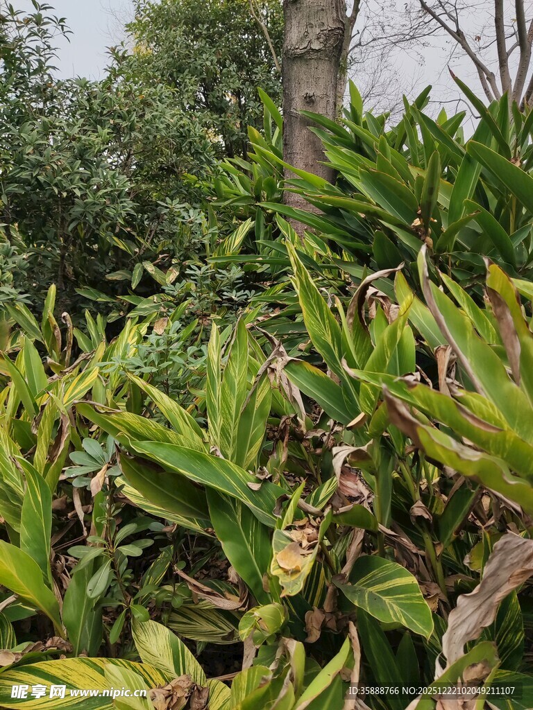 繁茂绿植景观