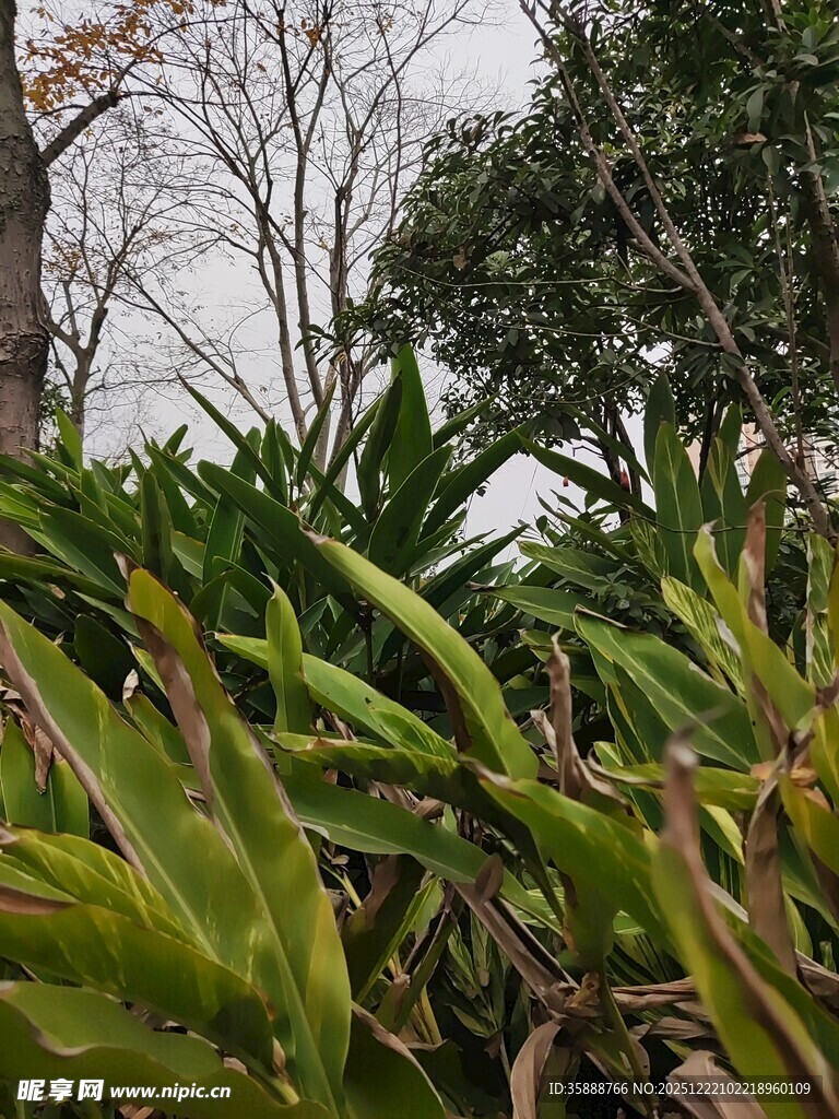 绿意盎然的户外植物景观