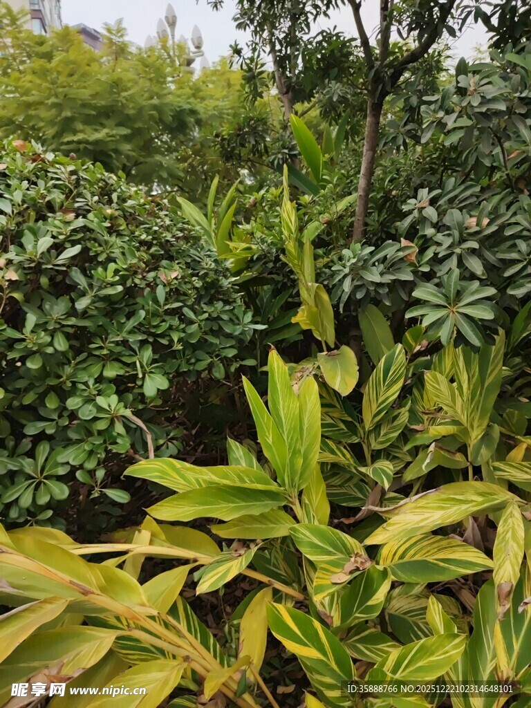 繁茂绿植景观